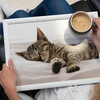 Миниатюра фото поднос с подушкой sleeping kitten creative tops | 220svet.ru