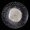 Миниатюра фото бра crystal lux contessa ap2.1 | 220svet.ru